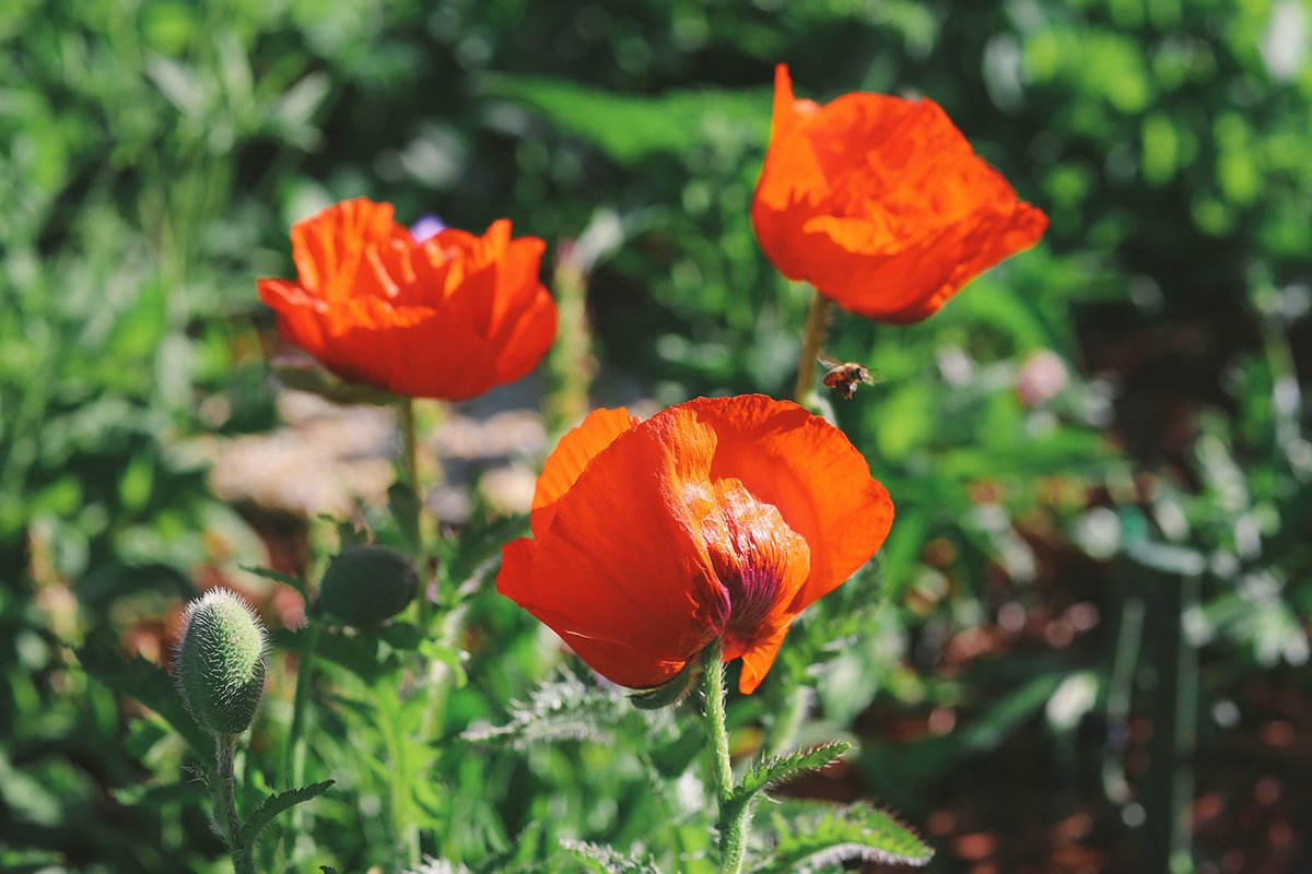 Roxwater's tweet photo. Have you fallen out of love with your yard? Then order a Garden In A Box and fall back in love with your landscape. Plan now, purchase in March, pick up and plant in May! https://t.co/aIMmMuDriG