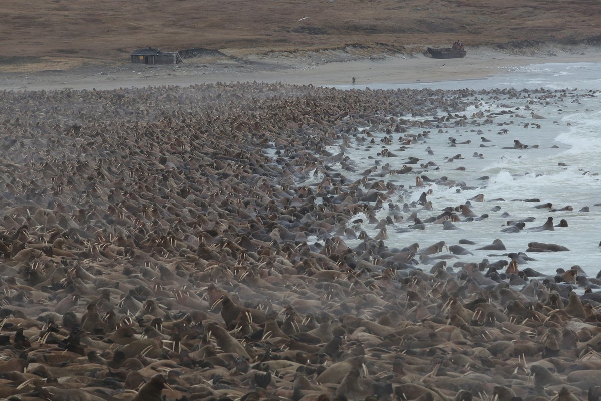 Want to come work with us in Fairbanks? We're looking for an early career ecologist with GIS and/or interdisciplinary skills. sjobs.brassring.com/TGnewUI/Search…