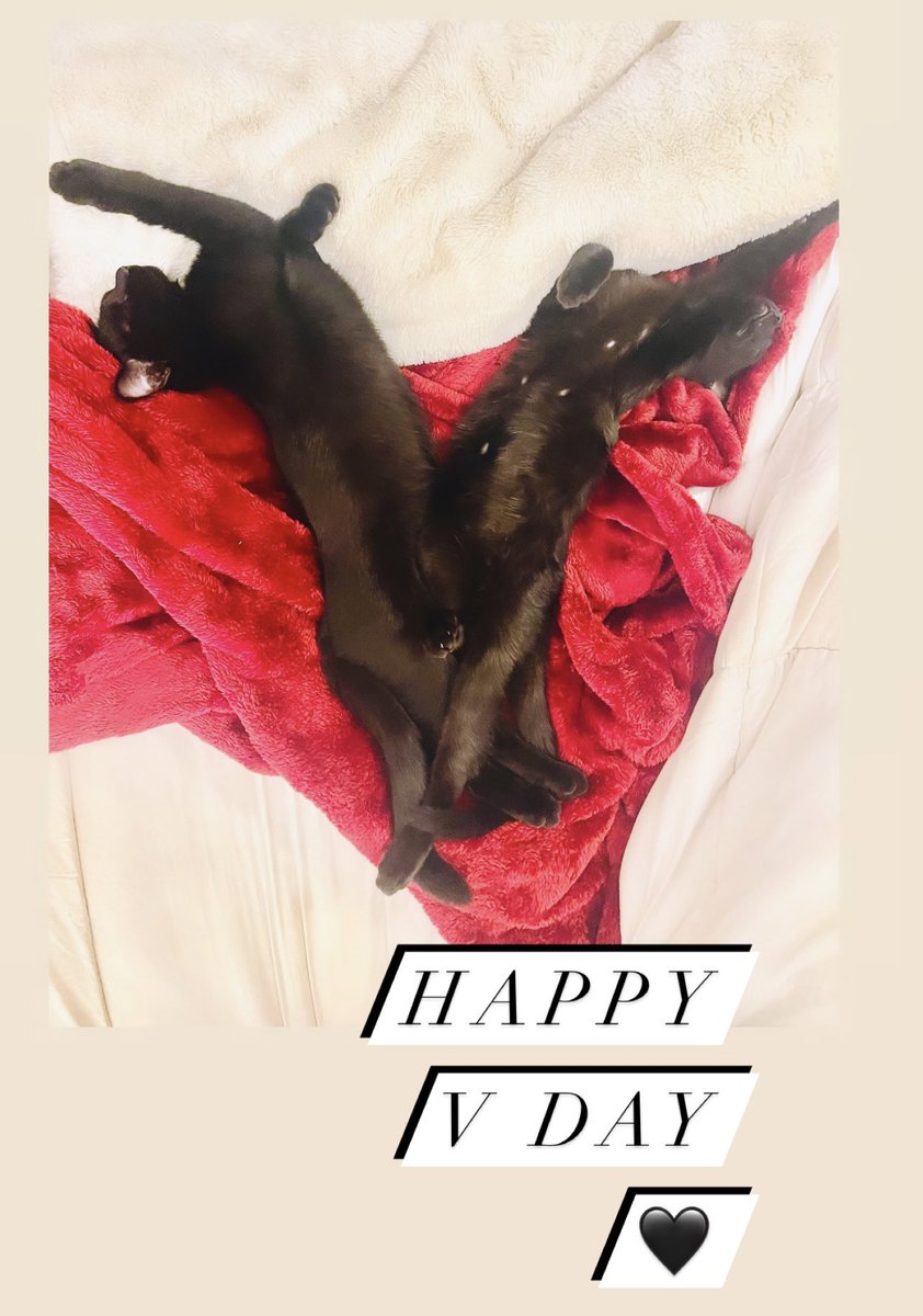 HeyGenerals's tweet photo. Life with #TheGenerals Happy Valentine’s Day ❤️

#vday #HappyValentine #ValentinesDay #blackcat #Republicat https://t.co/oal0VS7nra
