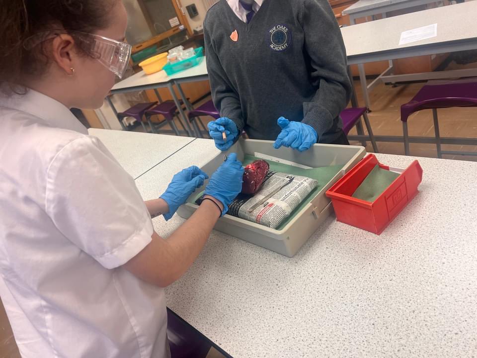 The_OaksAcademy's tweet photo. Today after school during 'More Able', pupils were given the opportunity to dissect a heart, looking for the four chamber, major blood vessels and valves! #moreable #challenge #inspire #believe #achieve https://t.co/biGM1jVCxA