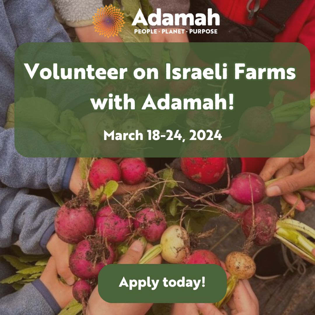 Join Adamah March 18 – 24 for a week of volunteering at farms in Israel! Cost is only $200 plus airfare, thanks to our generous donors and partners. Learn more at one of our upcoming info-sessions (Feb. 18 and Feb. 25) and apply:  buff.ly/42IdFR6