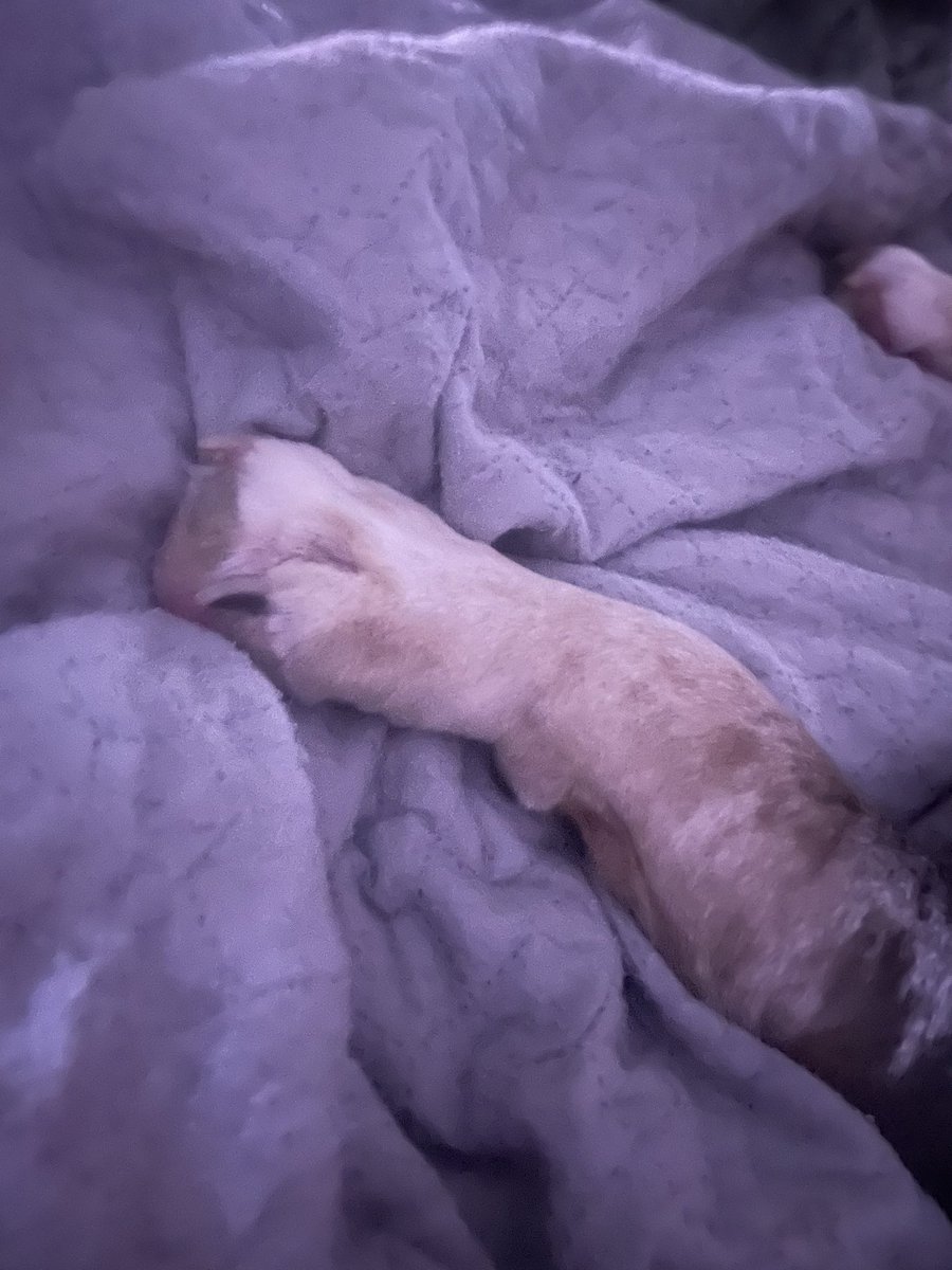 Can we all get a paws in for our beautiful Dixie and <a href="/MommaGGeri/">💜MommaGeri</a> we are all thinking of you ❤️💞🐾😘