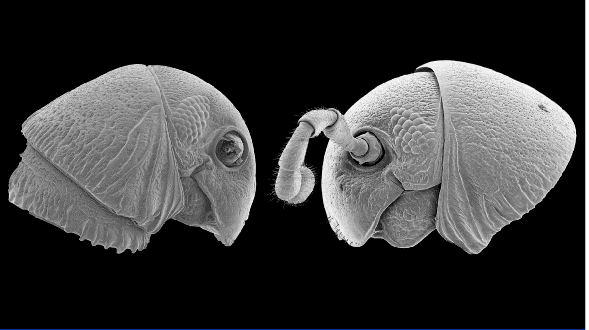 utsavsrinet's tweet photo. New genus of ‘alien-faced’ multi-legged forest dwellers discovered: https://t.co/bDVR1MW3sc
#animalslover #millipede https://t.co/LdgpTJHgTK