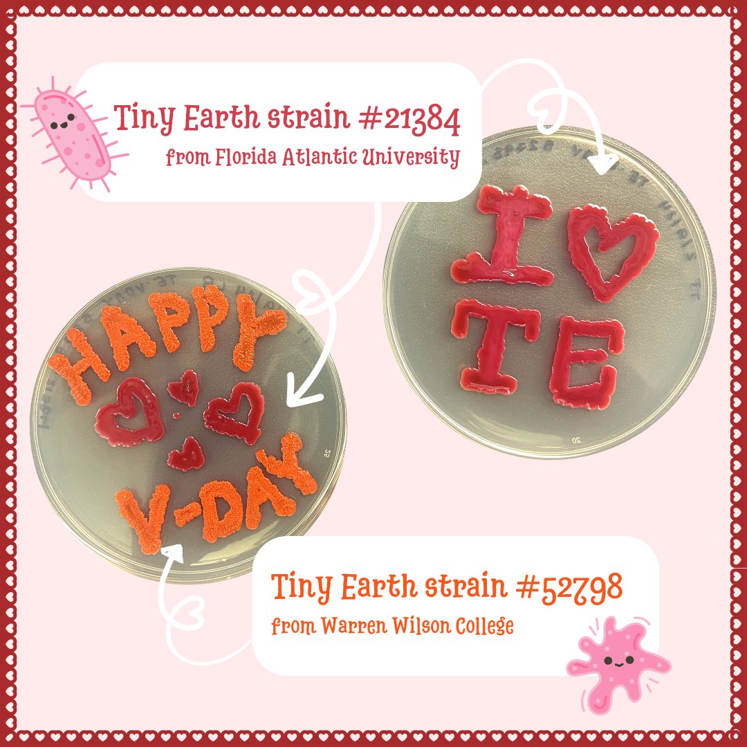 TinyEarthNet's tweet image. Sending love from Tiny Earth! Happy Valentine’s Day to all our TEPIs &amp;amp; Tiny Earthlings ❤️🧫
•••
Made with bacteria isolates #21384 from Florida Atlantic University and #52798 from Warren Wilson College