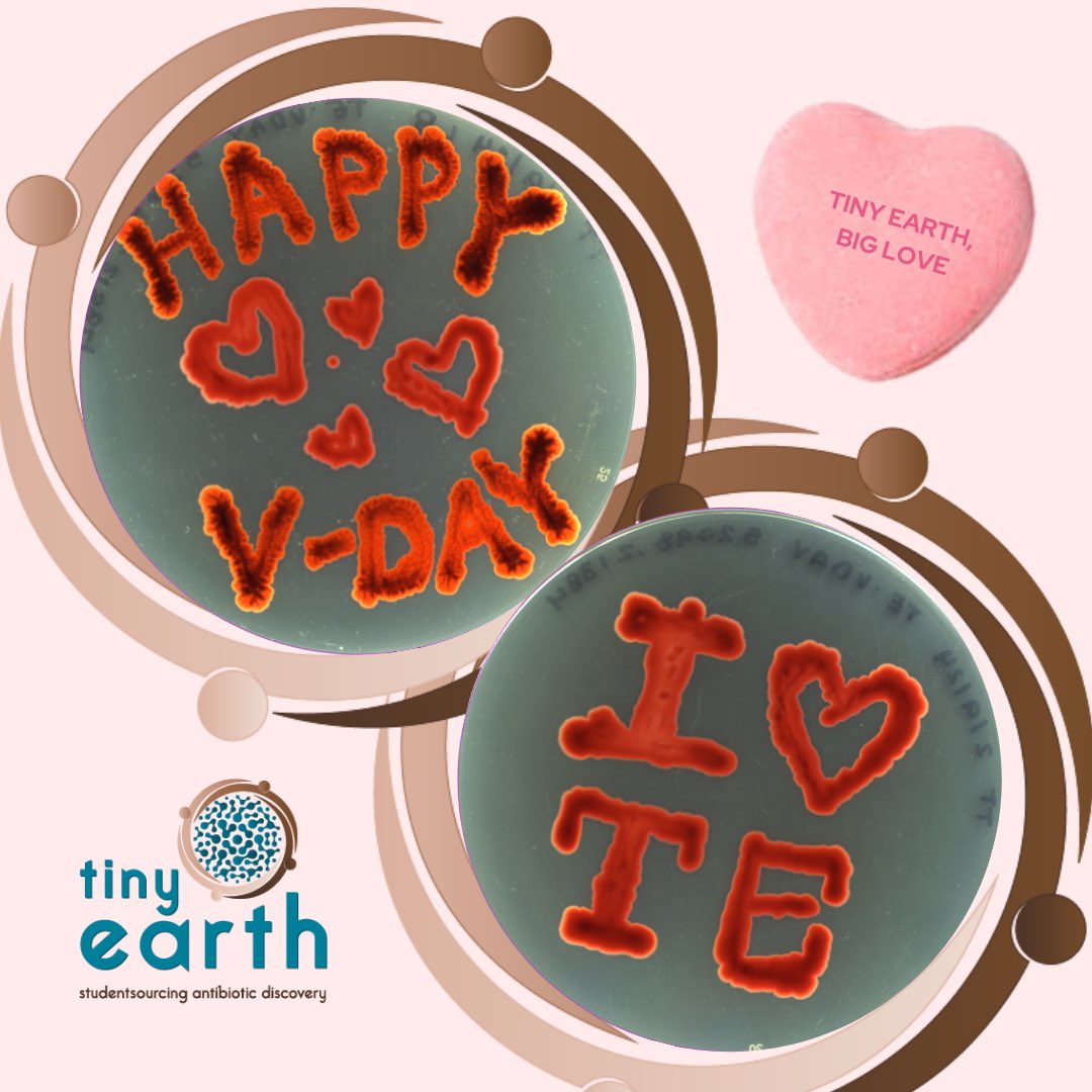 Sending love from Tiny Earth! Happy Valentine’s Day to all our TEPIs & Tiny Earthlings ❤️🧫 ••• Made with bacteria isolates #21384 from Florida Atlantic University and #52798 from Warren Wilson College