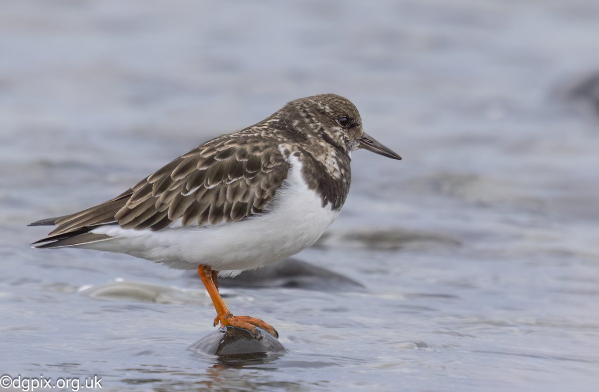 Turnstone, Co. Down shoreline #birds #wildlife #nature #photography #NaturePhotography @UlsterWildlife @RSPBNI