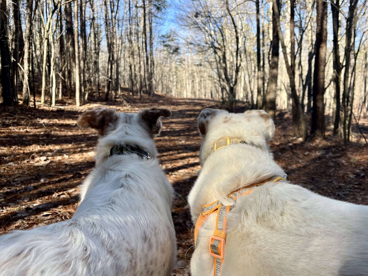 LeeColgin's tweet image. My sweet little valentines. HOW are they this cute??
#rescuedogs