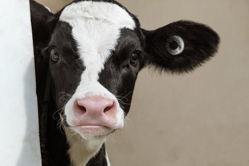 A perfect Valentine!  Une parfaite Saint-Valentin.