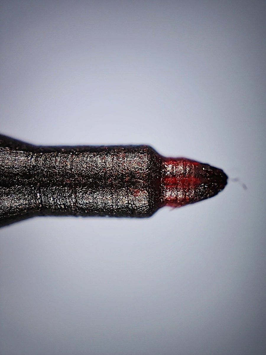 kediheweskari's tweet image. 0.5 uçlu kurşun | kırmızı asetat (marker) | mavi tükenmez

#realmegt2pro 
#microscopecamera 
#PhotographyIsArt