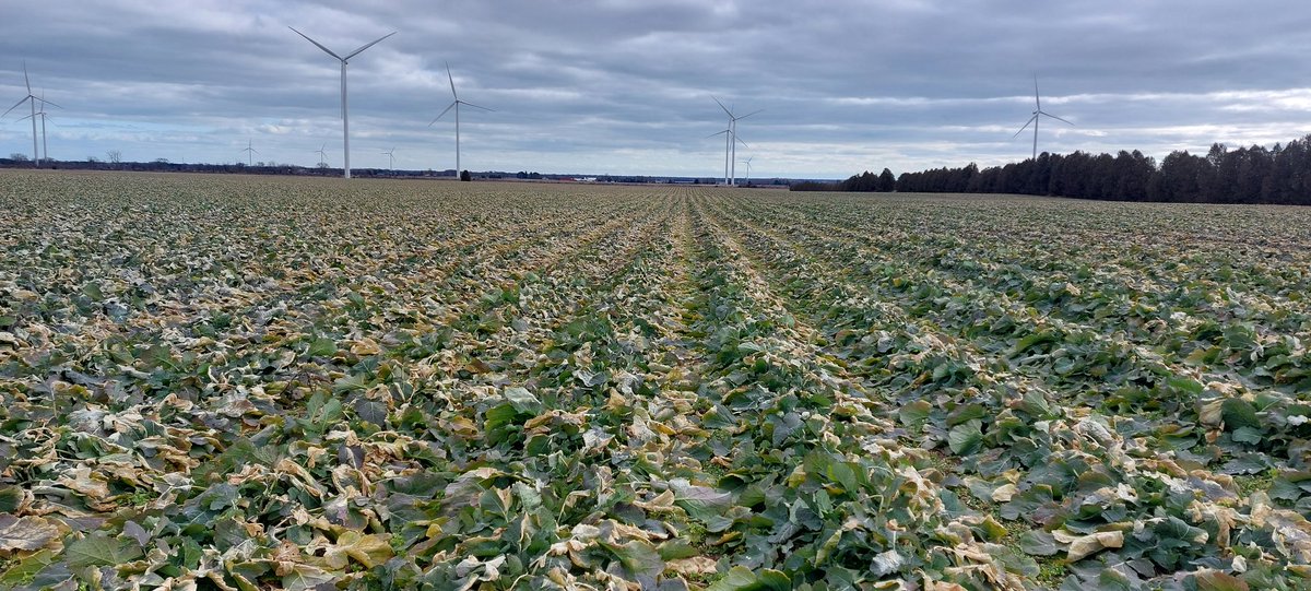 Cory Cowan tweet media