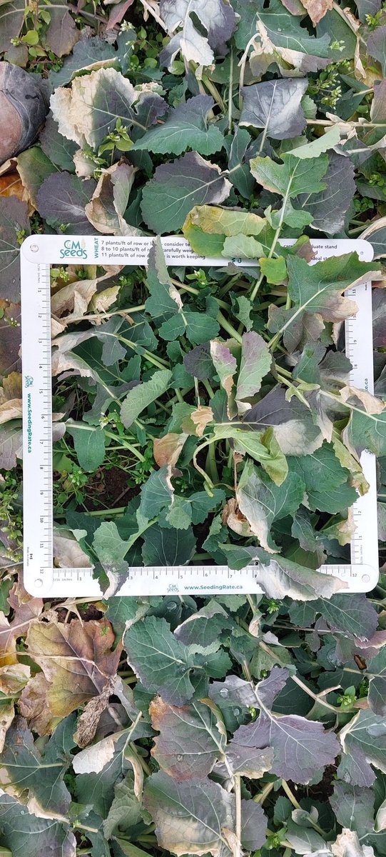 Cory Cowan tweet media