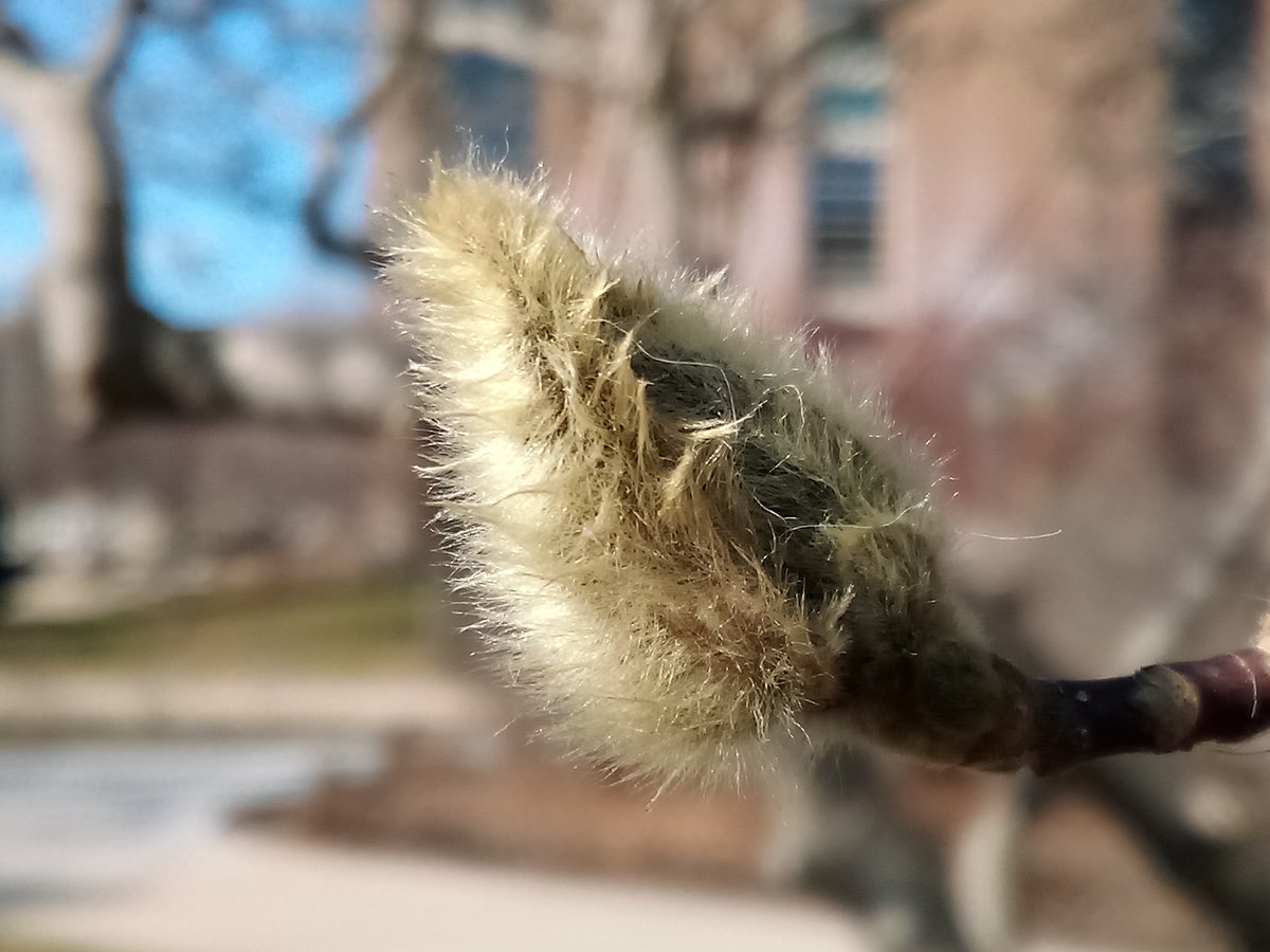 riyeff's tweet photo. and the magnolia trees making a comeback on campus too. 
#treewatching #milwaukee https://t.co/HAu2gVZLhq