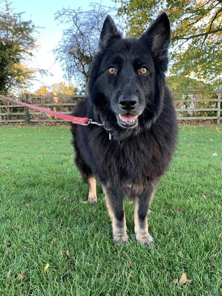 Liam 🐢 tweet media