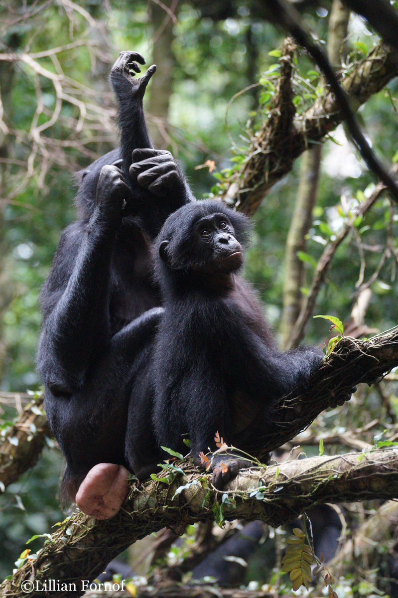 HAPPY WORLD BONOBO DAY! 🌍 We are so grateful to follow three communities of habituated bonobos at Kokolopori! Each day we spend with the bonobos we are gaining valuable new insights into this enigmatic species and our shared evolutionary history.