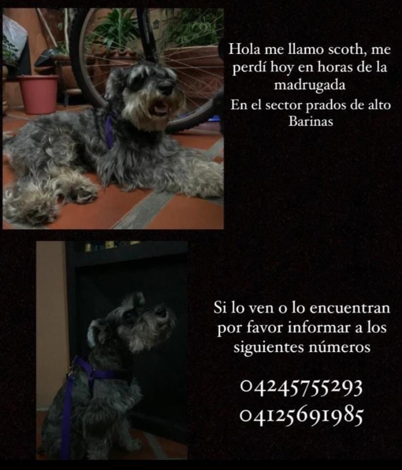 PerroUsuario's tweet photo. Scoth está extraviado desde el 08-02 en Prados de Alto Barinas, por favor si alguien lo ha visto o lo tiene, brindar información al 424-5755293, Barinas https://t.co/3Ez9DoK5th