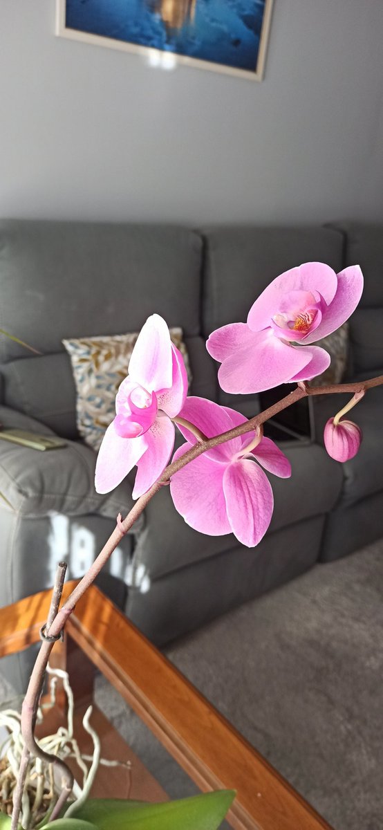 Ana Yolanda tweet media