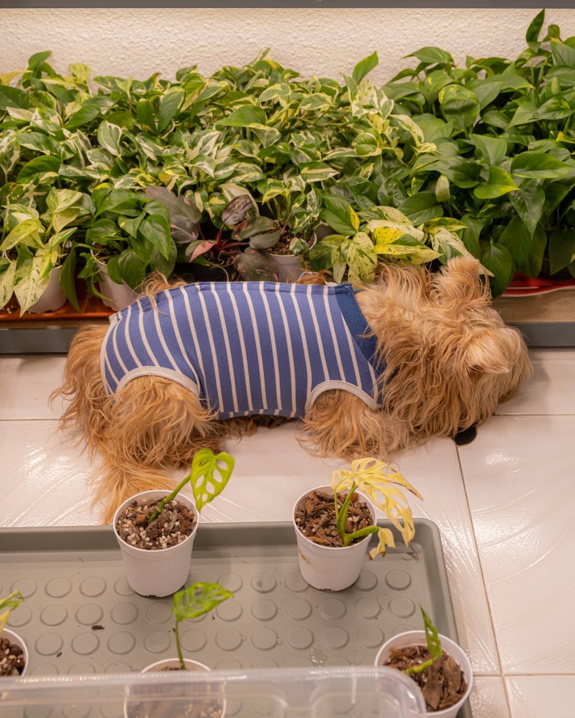 Just chilling. He likes sitting there 😆

#aureumbotanicals #plants #houseplants #rareplants #plantcollector #dogsofinstagram #urbanjunglebloggers #dog