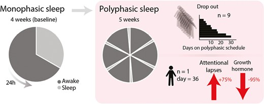 JCedernaes's tweet photo. #Polyphasic #sleep ("Uberman schedule") has some popularity, yet lab studies have been lacking:
Here, in a case study, #napping 20 min / 4 h:
- abolishes growth hormone secretion: 95%⬇️
- Increases attentional lapses: 75%⬆️
Only 10% could maintain it 🧵
https://t.co/Y4IOPEq5Fv https://t.co/A7i5PrDwFY