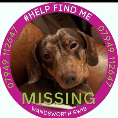 I can’t do anything more I just need your help #Wandworth #Sw18 #Dachshund #Missingdachshund #stolendog #Missingdogs #DogsofX
