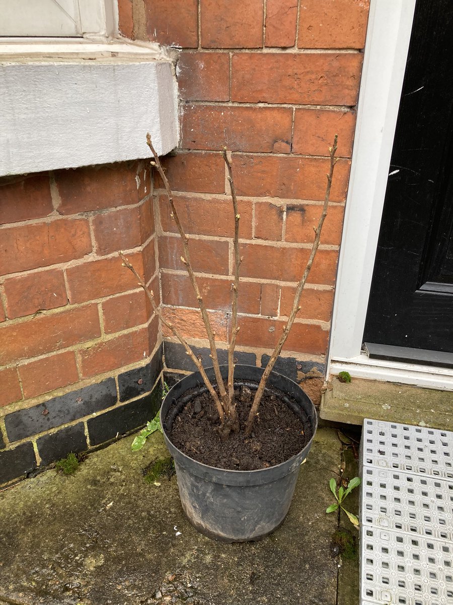 Planting edible perennials: blackcurrant, raspberries, 3 sided leek, thyme and rosemary in Melrose Avenue #MelroseOutdoorCommunityRetrofit with our B12 #postcodegardener Sally @Bham_FOE @fruitnutvillage @OldPrintWorks …and we set up shelves for plant and seed sharing for all.