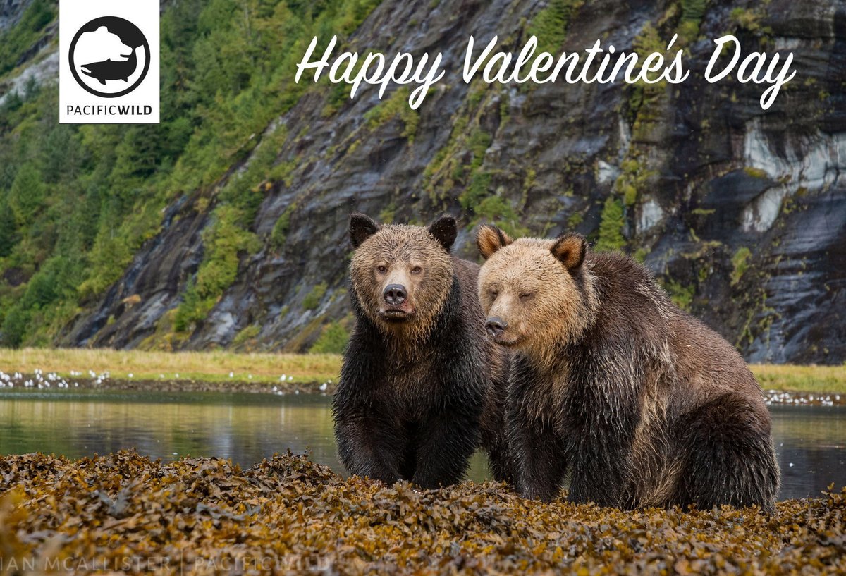 Today we celebrate #love in the Great Bear Rainforest. 💕 Happy #ValentinesDay from the Pacific Wild team! 🐾