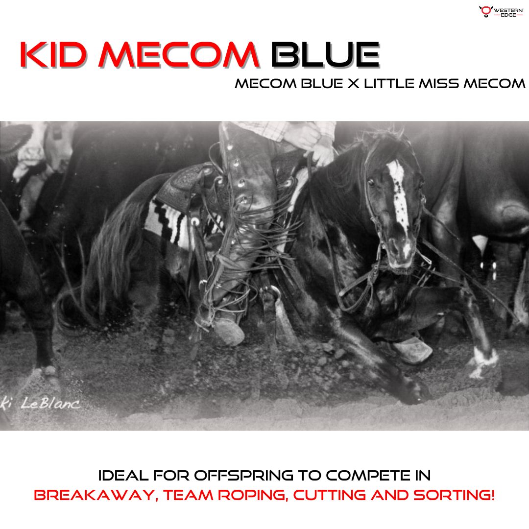 Hubba hubba!😍 This athletic boy is looking for some lady friends this breeding season! "Kid Mecom Blue" has some great LTE's and has been producing multi talented babies. Head over to the app to learn more about "Kid Mecom Blue" or his booking for the 2024 breeding season!
In...