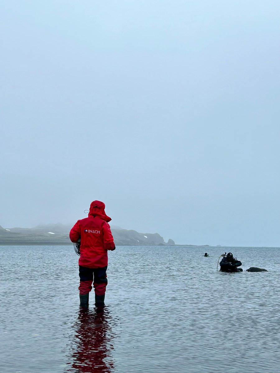 MilenioBASE's tweet photo. Continúan las labores del equipo Observatorio Marino en la Expedición Científica Antártica #ECA60 de @inach_gob 🤩🌊Nos comparten fotos recolectando erizo de mar en bahía Fildes, la Dra. Karin Gerard junto a Vicente Villalobos, Alberto Ahumada y Melanie Delleuze
📷@fcostacruz https://t.co/Ot567su03Y