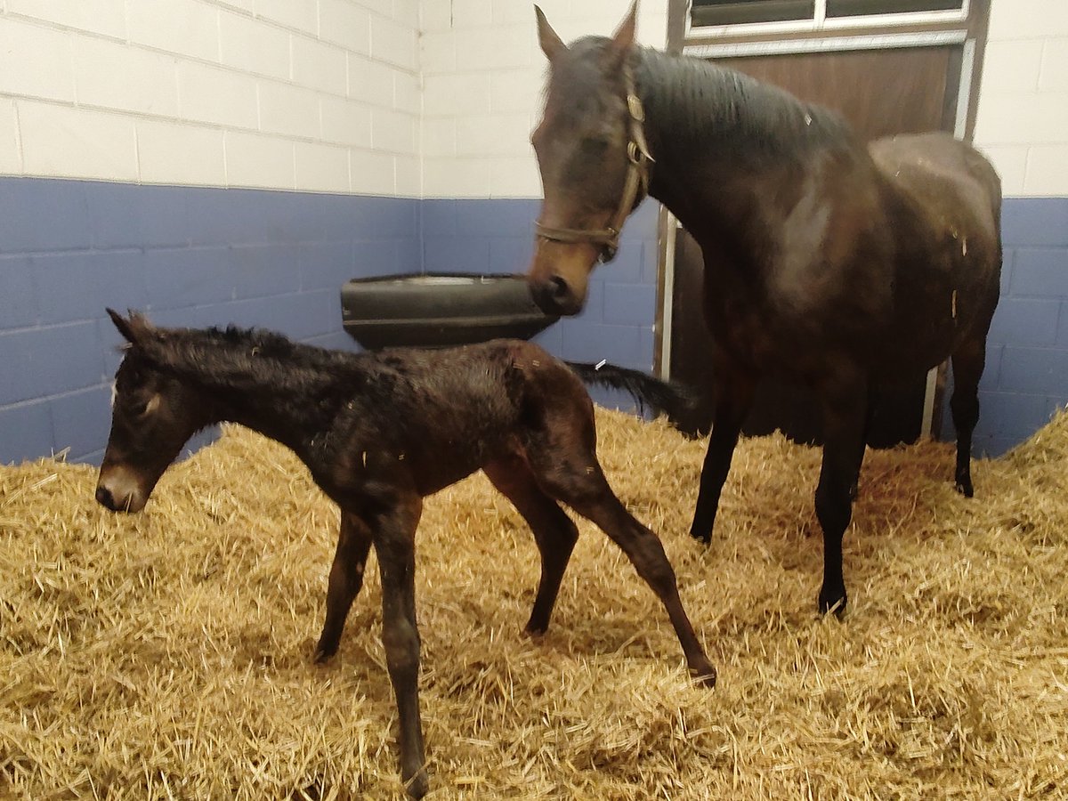 Another successful delivery.. beautiful colt by Blue Brésil.