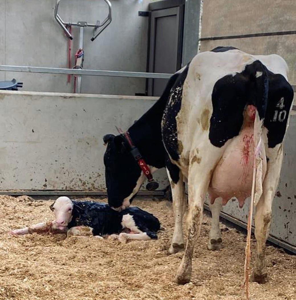 steanbowfarms's tweet photo. 1 year anniversary of the first Steanbow cows stepping hoof into the @agri_epi #SWDDC (aka Beardhill)! Itโs flown by! 200 cow herd, 1.8 mill litres of milk produced, 168 calves and a 45% increase in milk yield from cows who previously hadnโt been milked robotically ๐คฉ https://t.co/cnczH6ISB6