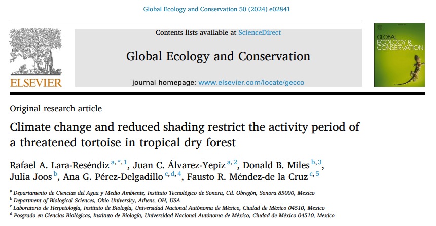 Exciting news! 🌎🐢👍Our latest paper in Global Ecology and Conservation, reveals impactful findings about biodiversity vulnerability to climate change. This study  shedding light on how minor temperature changes affect a vulnerable tropical tortoise (Gopherus evgoodei). 1/5