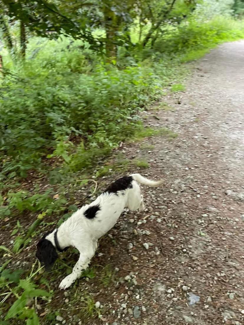 rosieDoc2's tweet image. #SpanielHour 
ALFIE is still missing/no sightings since he disappeared..
£1000 reward : missing since 3/2/24 #DAVIDSTOW/ #CAMELFORD..North #Cornwall 
Pls help RT to get Alfie home where he belongs. his family are 💔TY 

@RachaelB100 @ruthwill64 @juliagarland73 @JacquiSaid @bs2510