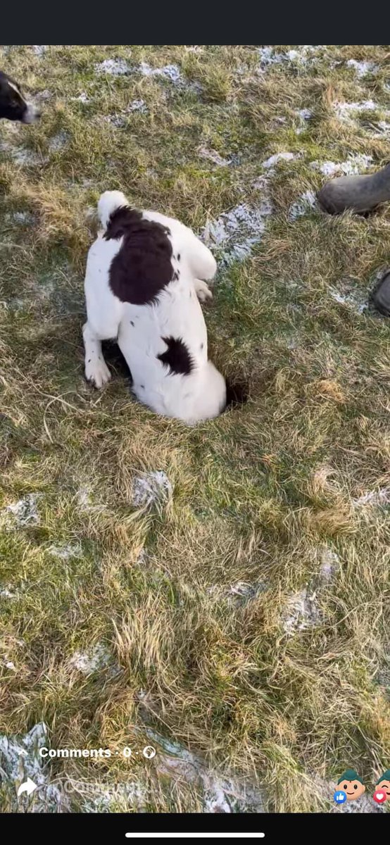 rosieDoc2's tweet image. #SpanielHour 
ALFIE is still missing/no sightings since he disappeared..
£1000 reward : missing since 3/2/24 #DAVIDSTOW/ #CAMELFORD..North #Cornwall 
Pls help RT to get Alfie home where he belongs. his family are 💔TY 

@RachaelB100 @ruthwill64 @juliagarland73 @JacquiSaid @bs2510