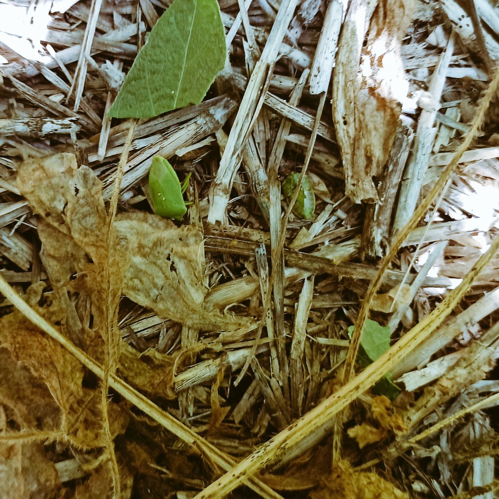 Juan A. Marsigliani tweet media