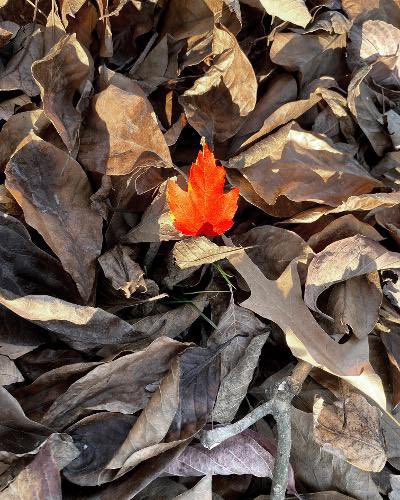 NWHSPTSA's tweet photo. Congratulations NW student, Tom Kent! Tom’s photography entry, based on the theme “I Am Hopeful Because,” was selected by @mccpta to move on to the state level of the National PTA Reflections Program. @NorthwestJags @NationalPTA #PTAReflections https://t.co/yfllwjjoAM