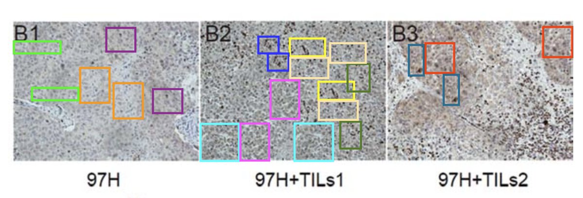 Elisabeth Bik tweet media