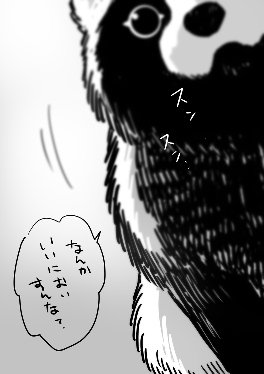 本日は単行本作業のため本編の更新はお休みをいただいております。楽しみにしてくださっていた皆さま申し訳ございません。次回3月1日はおまけ漫画を更新したいと思います🙇♀️
申し訳程度に『寄りすぎてフレームアウトするこがね丸』を置いておきます。スンスンタヌキをご堪能ください