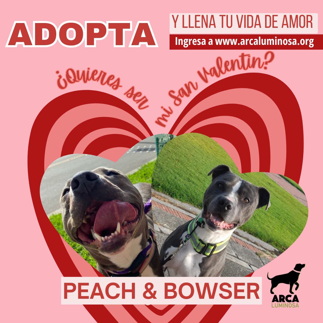 ArcaLuminosa tweet media