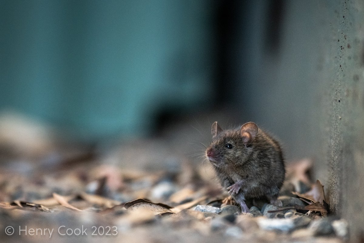 Manic_Henry's tweet photo. Ahoi I'm doing my own photos again now, slowly hooking through my backlog of images I've never looked at post-session. It's honestly like trying to swim through treacle with clogs on. #photographerproblems
These are house mice, part of the 2020-2021 post drought mouse plagues. https://t.co/R6vdZawRNz