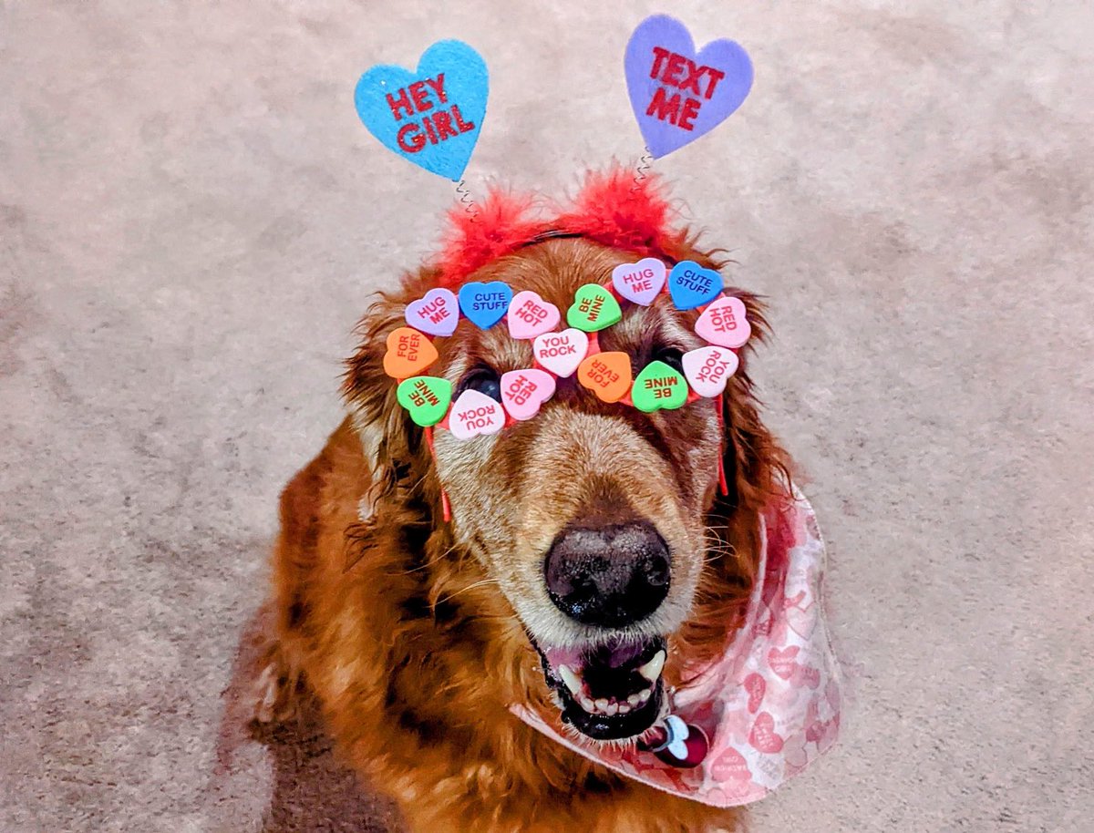 Happy Valentine’s Day dog lovers!  ❤️ #Samantha #sammie #valentinesday #heart #love #candyhearts #glasses