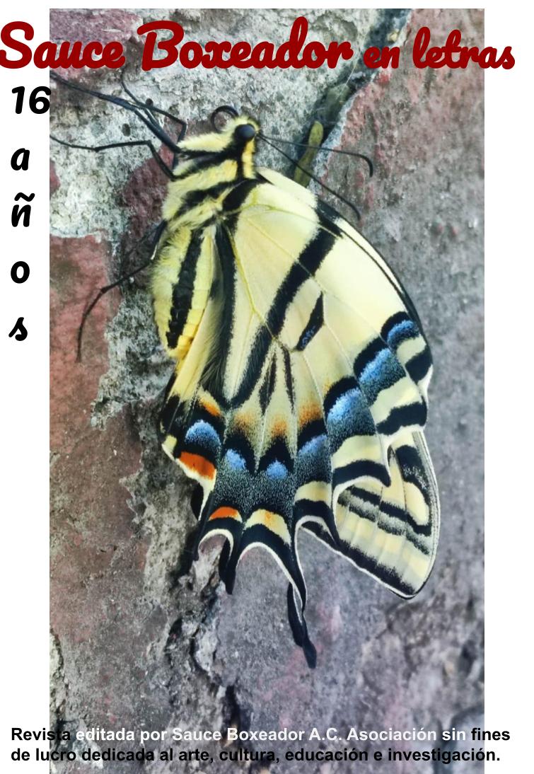 Sauce Boxeador tweet media