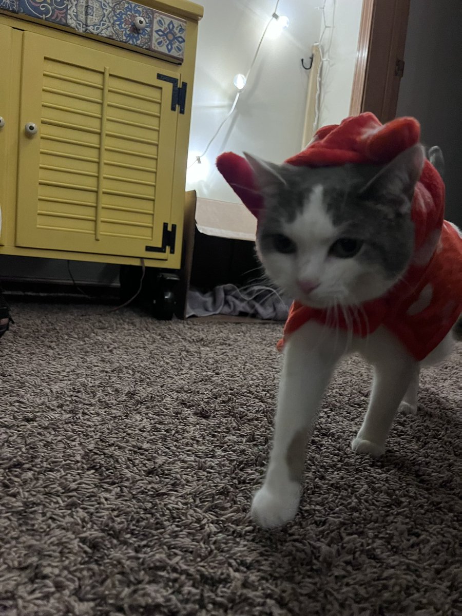 Moe Mijjum tweet media