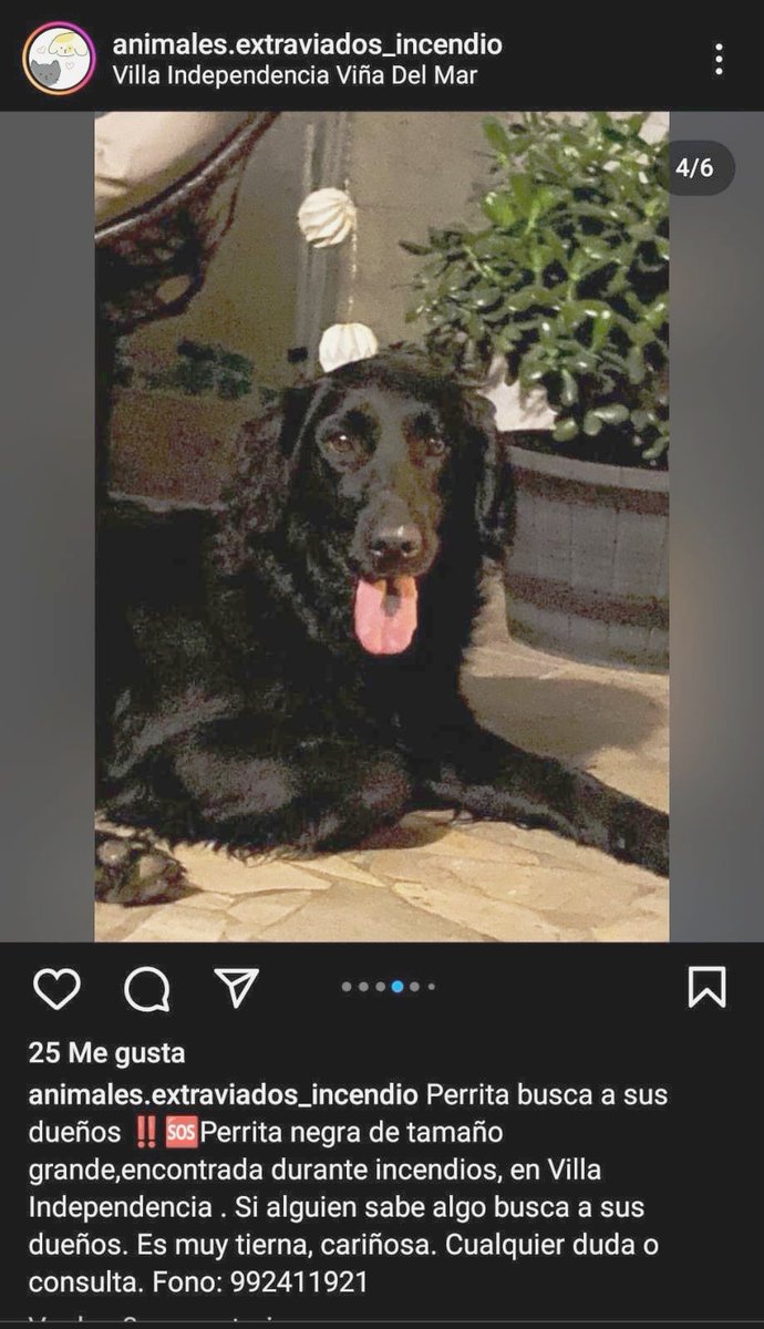 QueClaueres's tweet image. #IncendioForestal #incendio #Valparaiso #Vina #QUILPUÉ  #MascotasIncendio #Achupallas
⚠️Perrita encontrada en Villa Independencia durante el incendio.  Necesita estar con su familia nuevamente. Ayudemos a esta hermosura peludita ▪️✨🙏🏻🐕🫶
Datos de contacto 👇