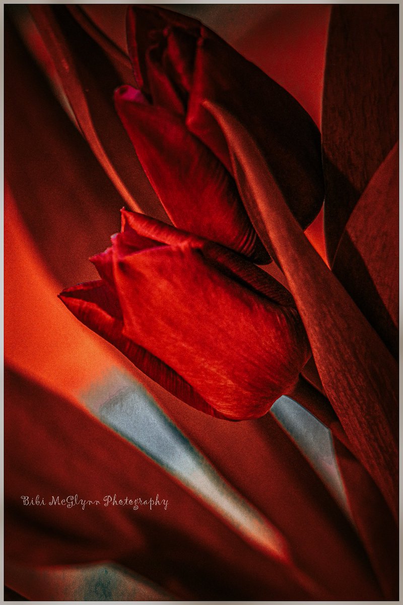 Happy Valentines day 😍😍😍
#bibimcglynnphotography