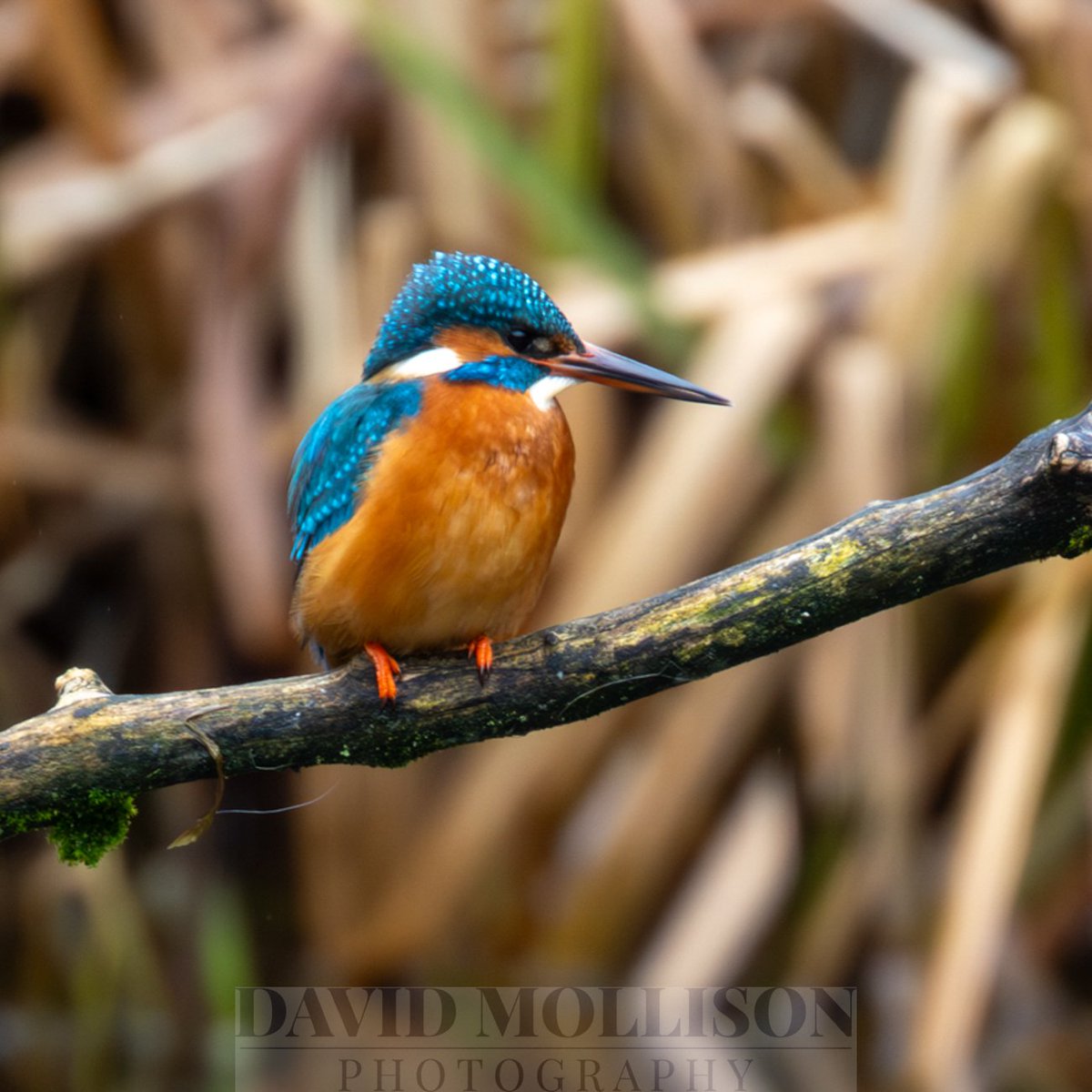 DavidMollison's tweet photo. What a great way to spend a cold and damp day! I was so engrossed in the activities of this kingfisher that didn't notice the rain #rspb #birdsofbritain #kingfishers wildlife photography #canonr6 https://t.co/pfmnVu0loB