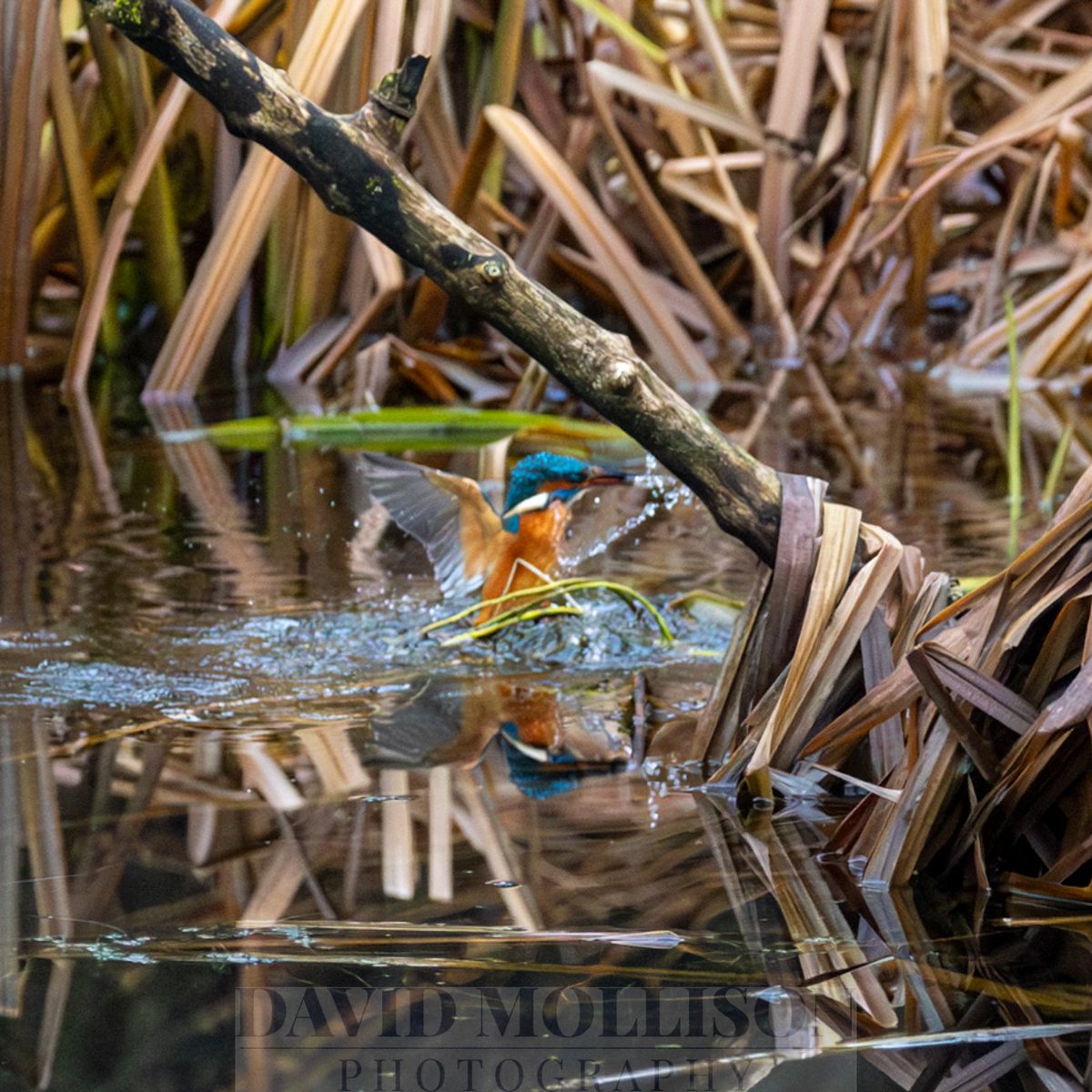 DavidMollison's tweet photo. What a great way to spend a cold and damp day! I was so engrossed in the activities of this kingfisher that didn't notice the rain #rspb #birdsofbritain #kingfishers wildlife photography #canonr6 https://t.co/pfmnVu0loB