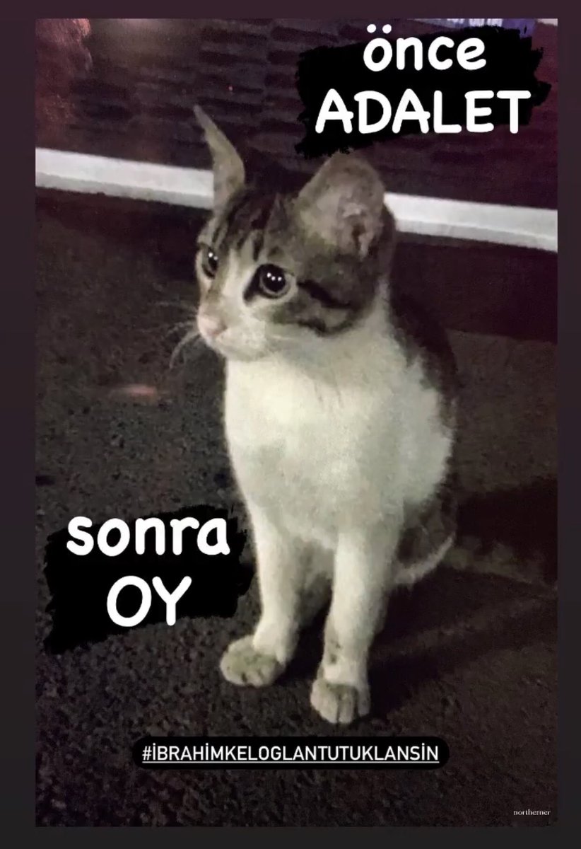 @omer_art2 Bu tür ruh hastası insanlarin koruma altına alınmasının bedelini sokaktaki kendini savunamayan  kedi ve köpek  öder hale geldi.
#ErosicinADALET