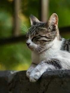 ronin19217435's tweet photo. In the ancient texts, it has been believed that Cats were actually brought from different planet by our Ancestors.

Many people do not know that Cats have the ability to meditate. They are masters of Astral Projection. They have extremely strong energy fields, and can sense spirits, demons, and even negative energy in your house or building. 

The Ancient Egyptians knew this. One may notice that when starting a meditation, your cat will be even more attracted and will join in alongside you. 

Ancient buddhists have documented meditation techniques with their cats and the results are remarkable👌