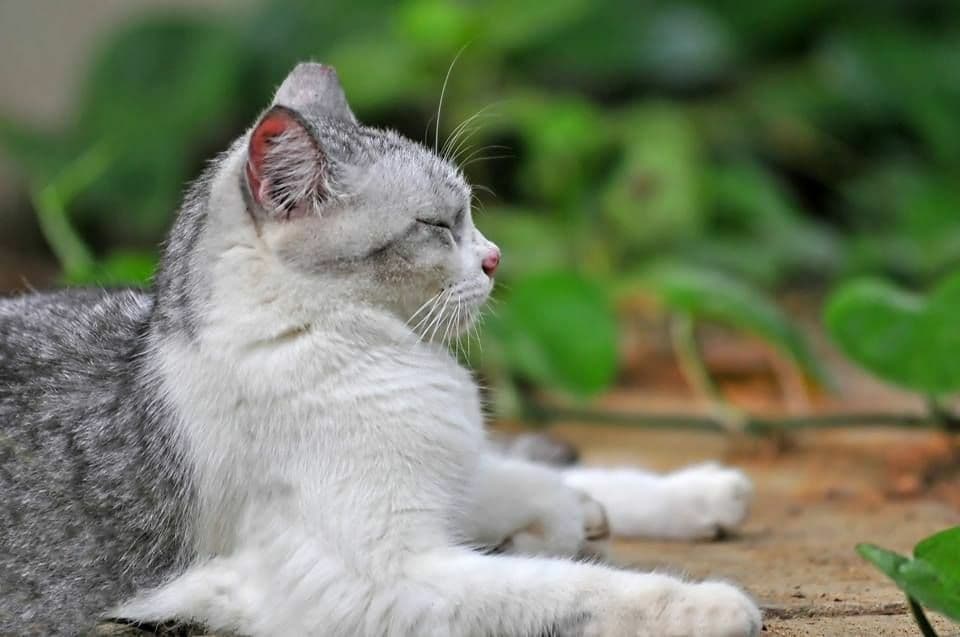 ronin19217435's tweet photo. In the ancient texts, it has been believed that Cats were actually brought from different planet by our Ancestors.

Many people do not know that Cats have the ability to meditate. They are masters of Astral Projection. They have extremely strong energy fields, and can sense spirits, demons, and even negative energy in your house or building. 

The Ancient Egyptians knew this. One may notice that when starting a meditation, your cat will be even more attracted and will join in alongside you. 

Ancient buddhists have documented meditation techniques with their cats and the results are remarkable👌
