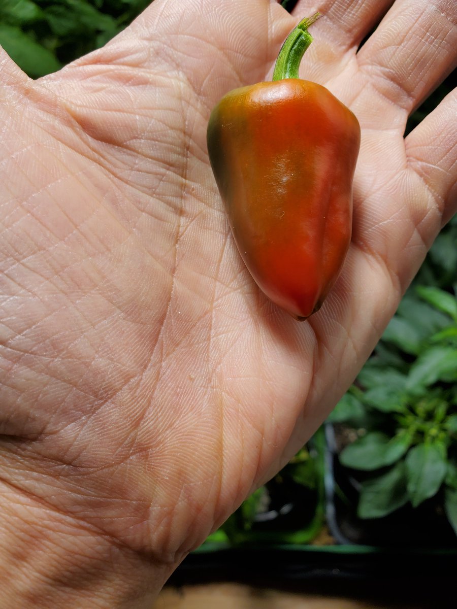 My first pepper from living room grow tent