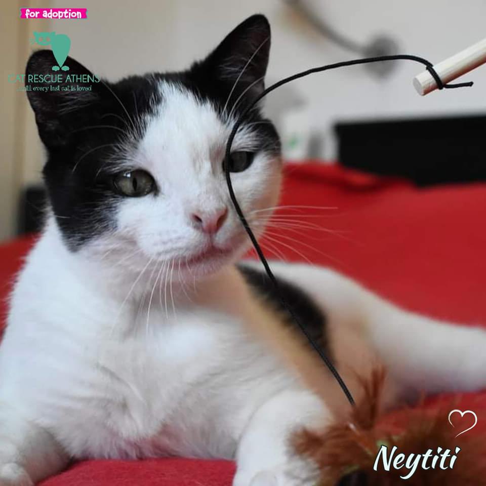 CatRescueAthens's tweet photo. Neytiri
#neytiri_cra

Την ονομάσαμε  Neytiri από την ταινία Avatar  καθώς η εικόνα της μας θύμισε πολύ την φυλή των Ναβί, των μυστηρίων πλασμάτων που ζούσαν στον μακρινό πλανήτη της ταινίας. 
Και εκείνη άλλωστε ως γάτα ένα πλάσμα μυστήριο είναι. Και υπέροχο. Και πανέμορφο. https://t.co/OyN9nZXEBp